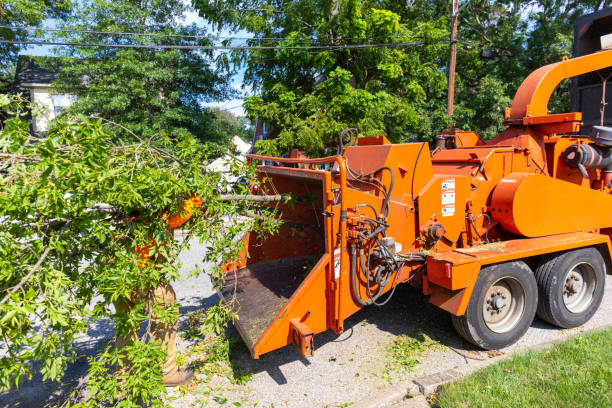 Reliable Morrice, MI Tree Service Solutions